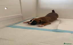 Boxer dogs for sale: Stunning Bob and long tail litter - Image 4
