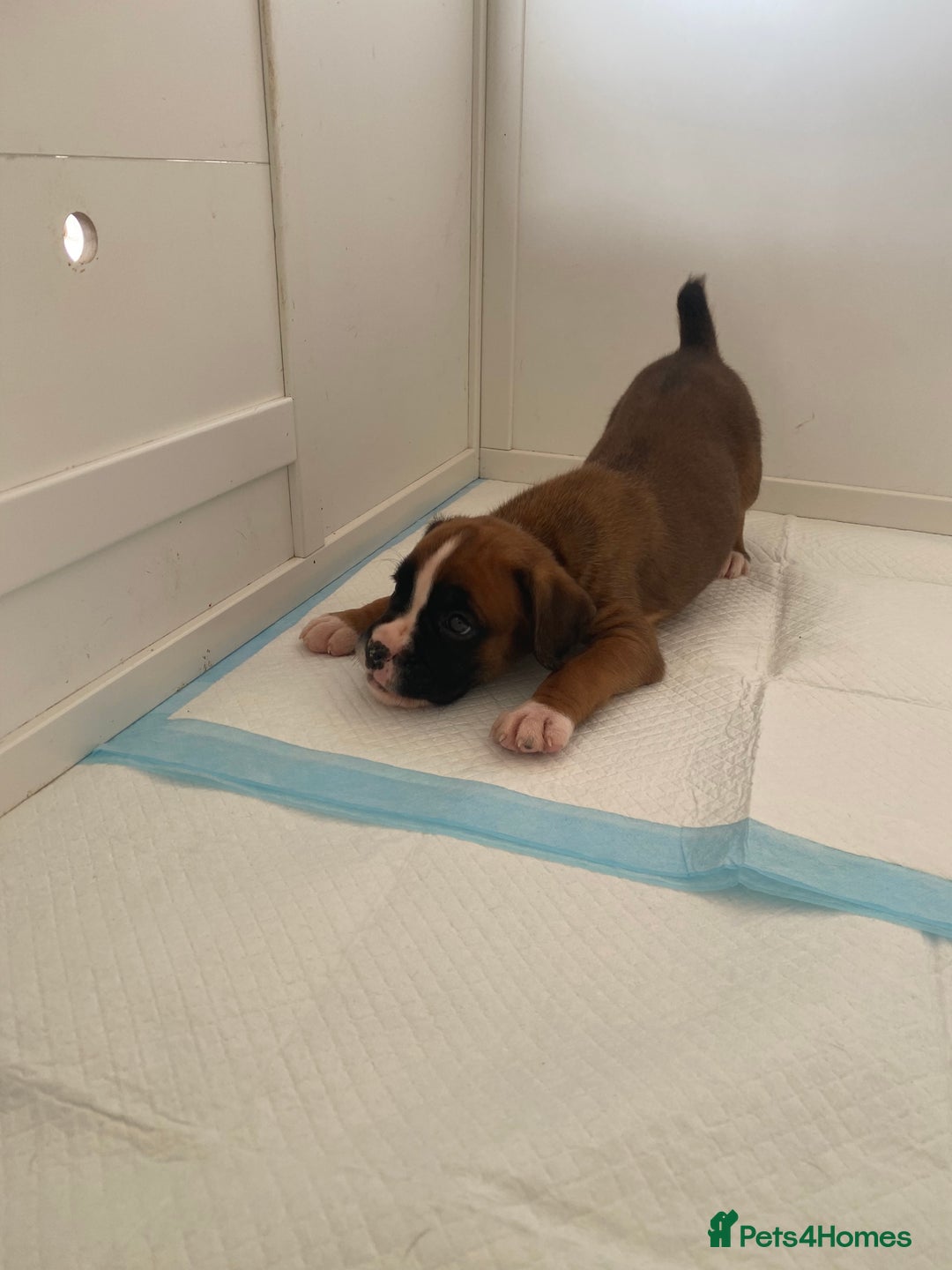 Boxer dogs for sale: Stunning Bob and long tail litter - Image 4