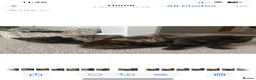 Mixed Breed cats for sale: Gorgeous Healthy Kittens  - Advert 3