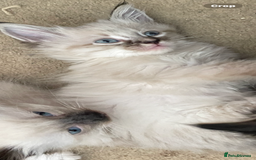 Mixed Breed cats for sale: Ragdoll x maincoon kittens available now - Image 1