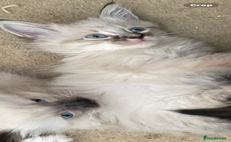 Mixed Breed cats - Advert 1