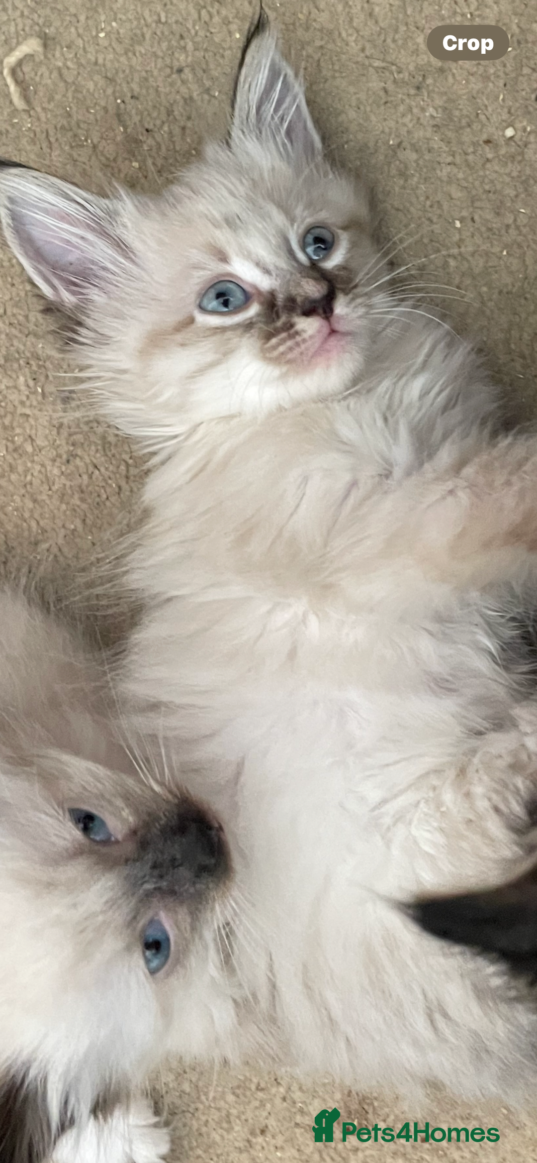 Mixed Breed cats for sale: Ragdoll x maincoon kittens available now - Image 1