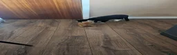 Mixed Breed cats for sale: Kittens for sale - Advert 12