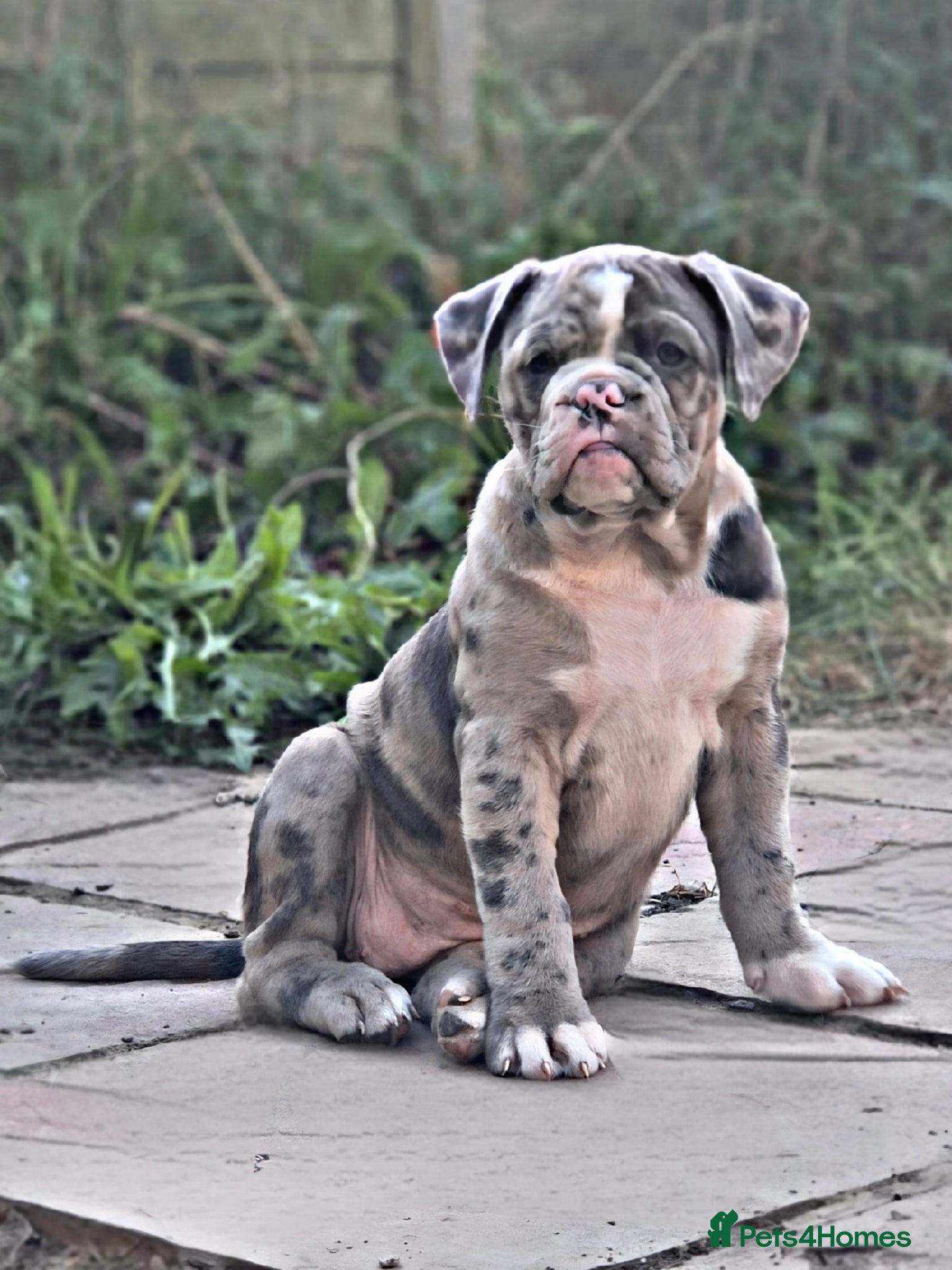 Olde English Bulldogge dogs ✨ Last Puppy Available F4 Olde English Bulldogge✨ - Advert 1