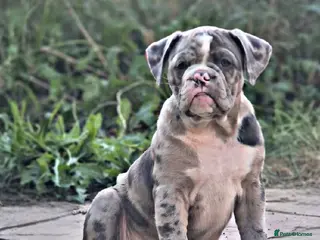 Olde English Bulldogge dogs ✨ Last Puppy Available F4 Olde English Bulldogge✨ - Advert 4