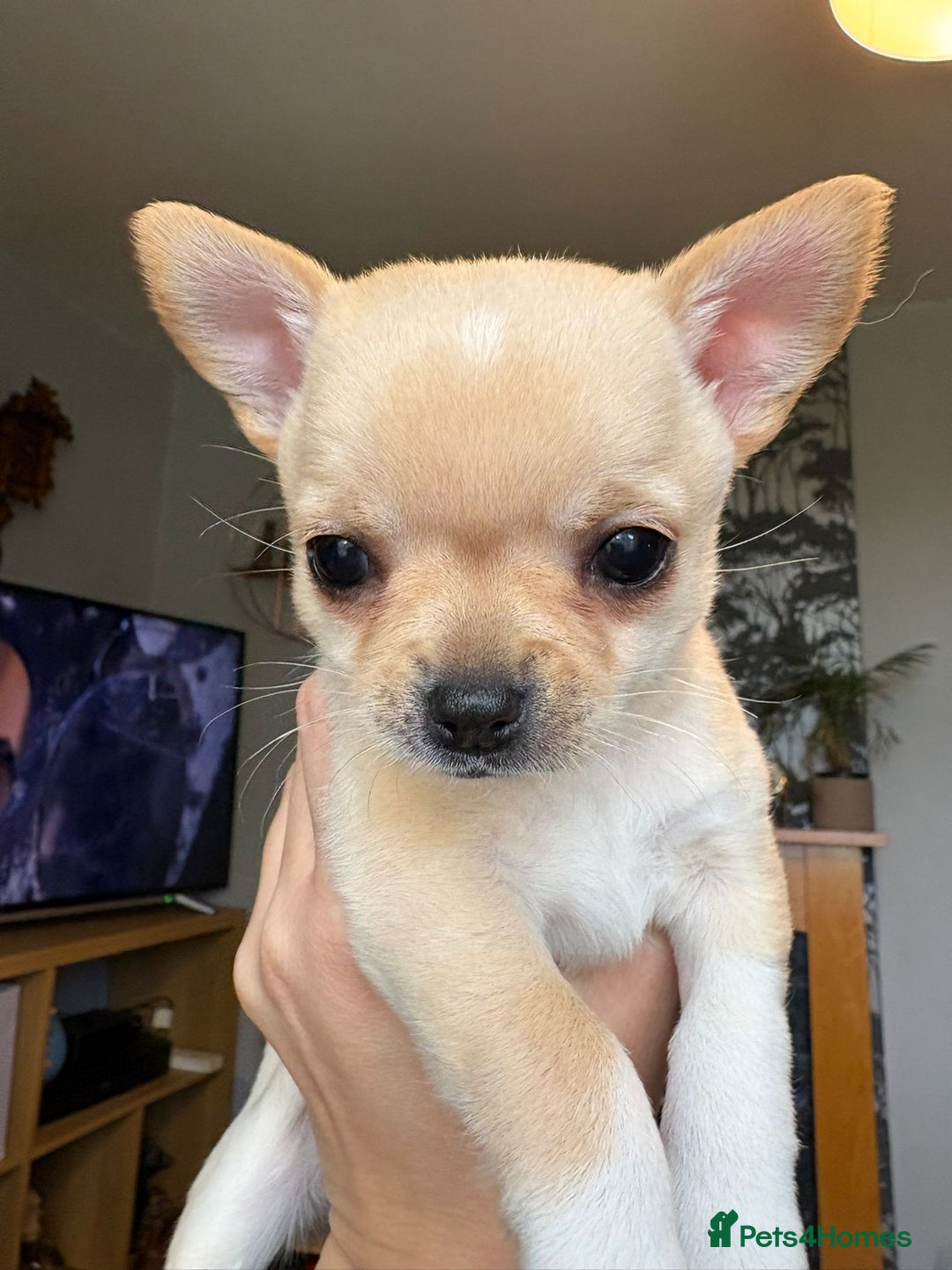 Chihuahua dogs for sale: Chihuahua Puppies - Image 4