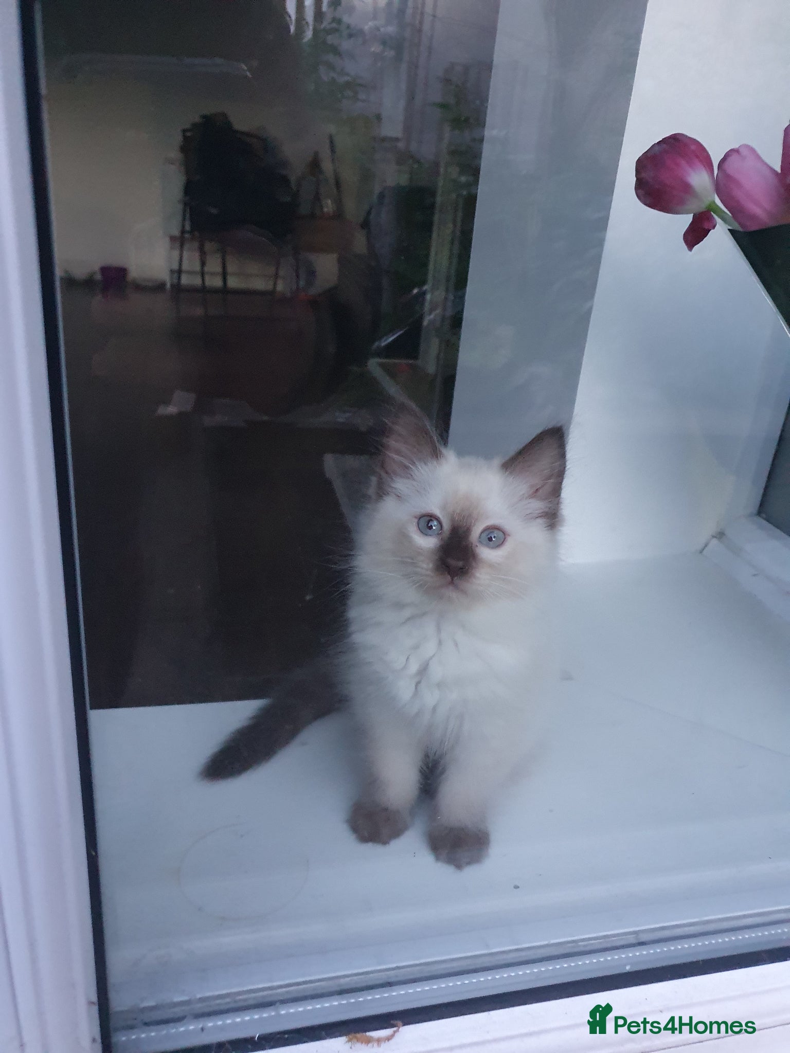 Ragdoll cats ❤️❤️Last Ragdoll Kitten Available ❤️❤️ - Advert 2