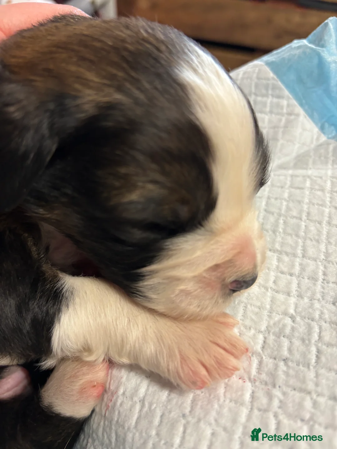 Mixed Breed dogs for sale: Saint Bernese pups  - Advert 11