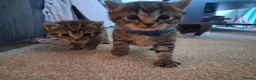 Mixed Breed cats for sale: Beautiful Ragdoll cross Kittens - Advert 10