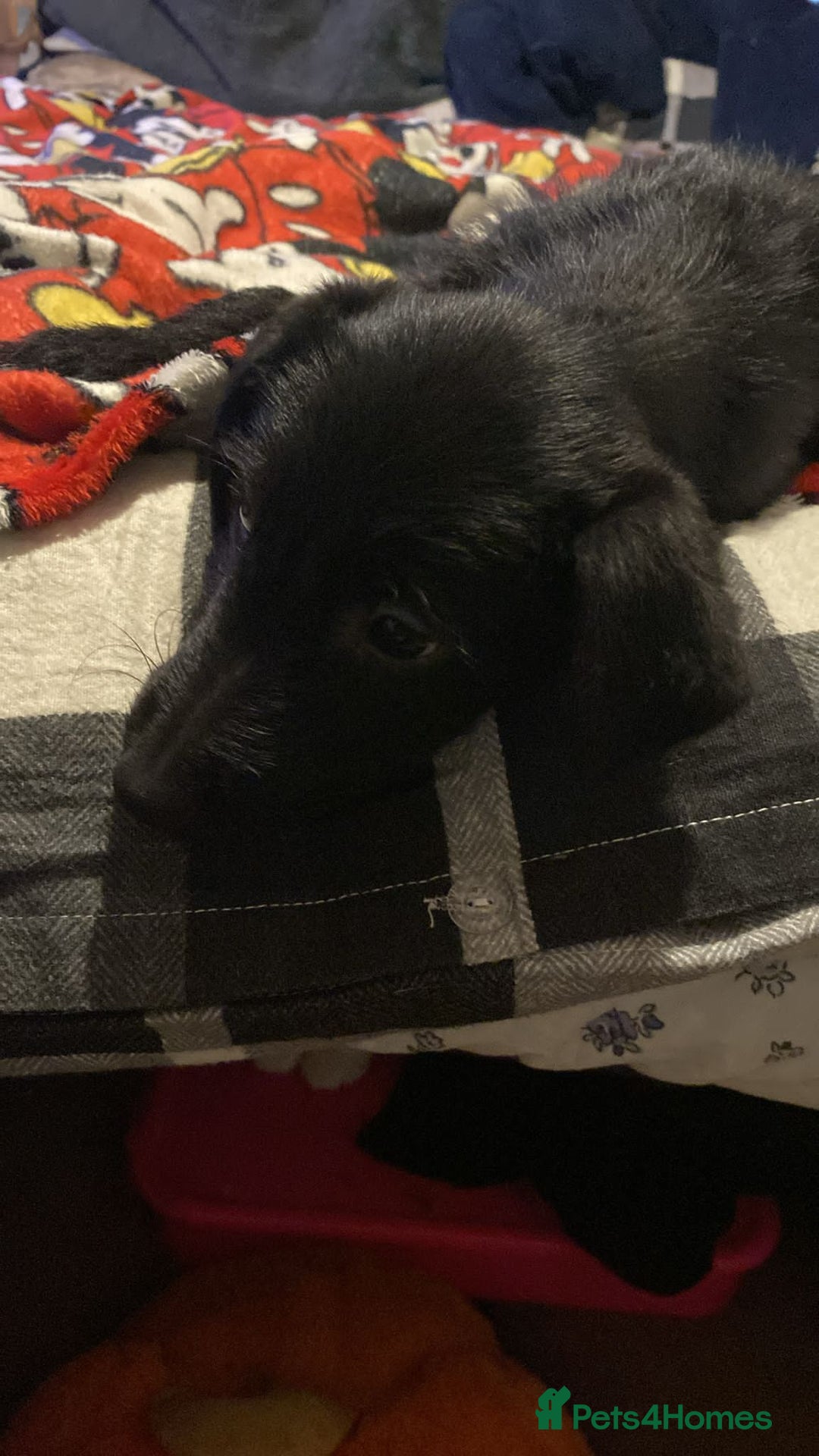 Jackapoo dogs for sale: Jackapoo puppies - Advert 4