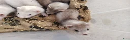 Ferret rodents for sale: Micro x semi angora  - Advert 10