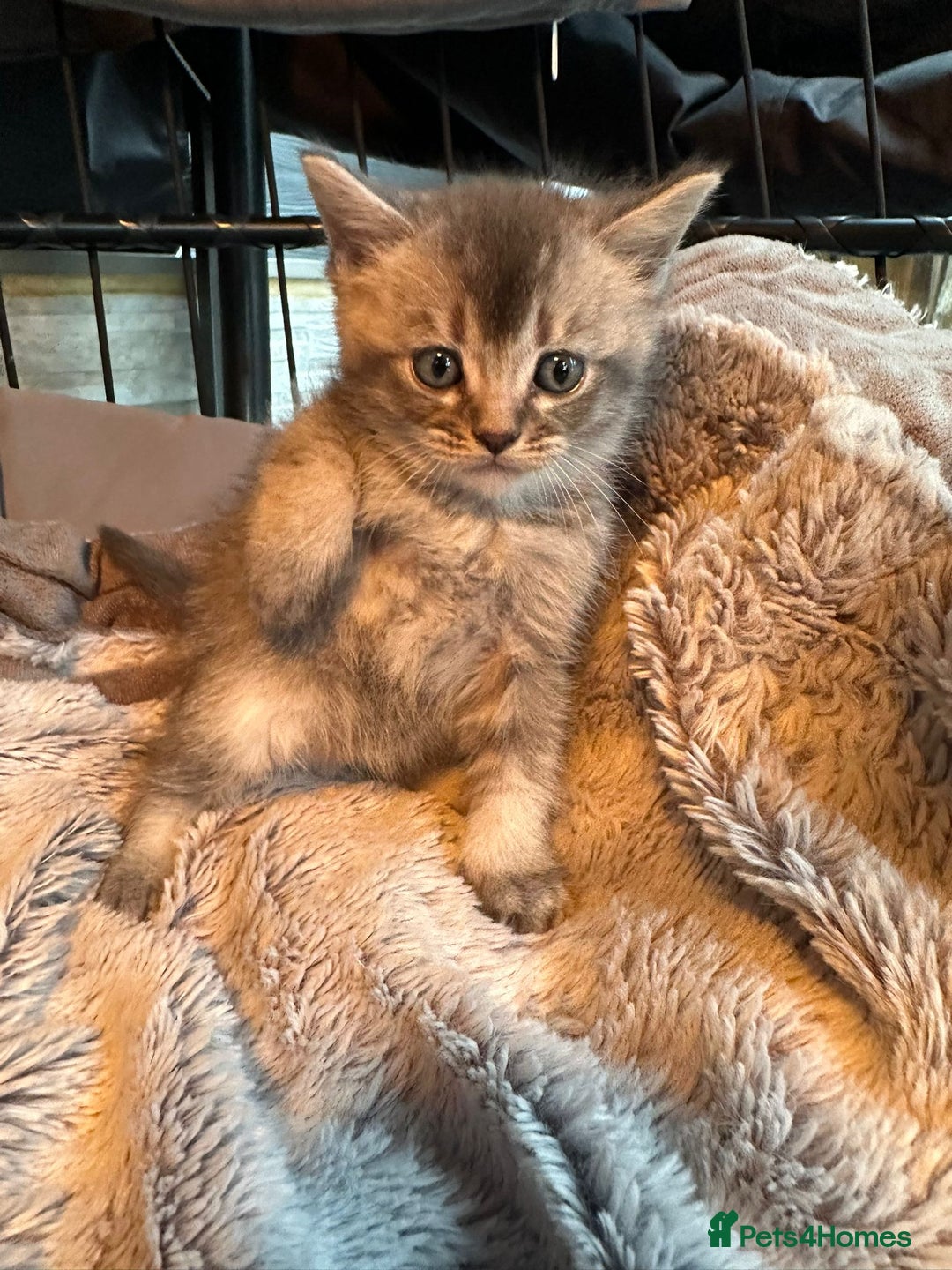 Mixed Breed cats for sale: Maine coon x Scottish fold kittens - Image 23