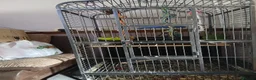 Parrots birds for sale: Derbyen Parrot in Redditch - Advert 3