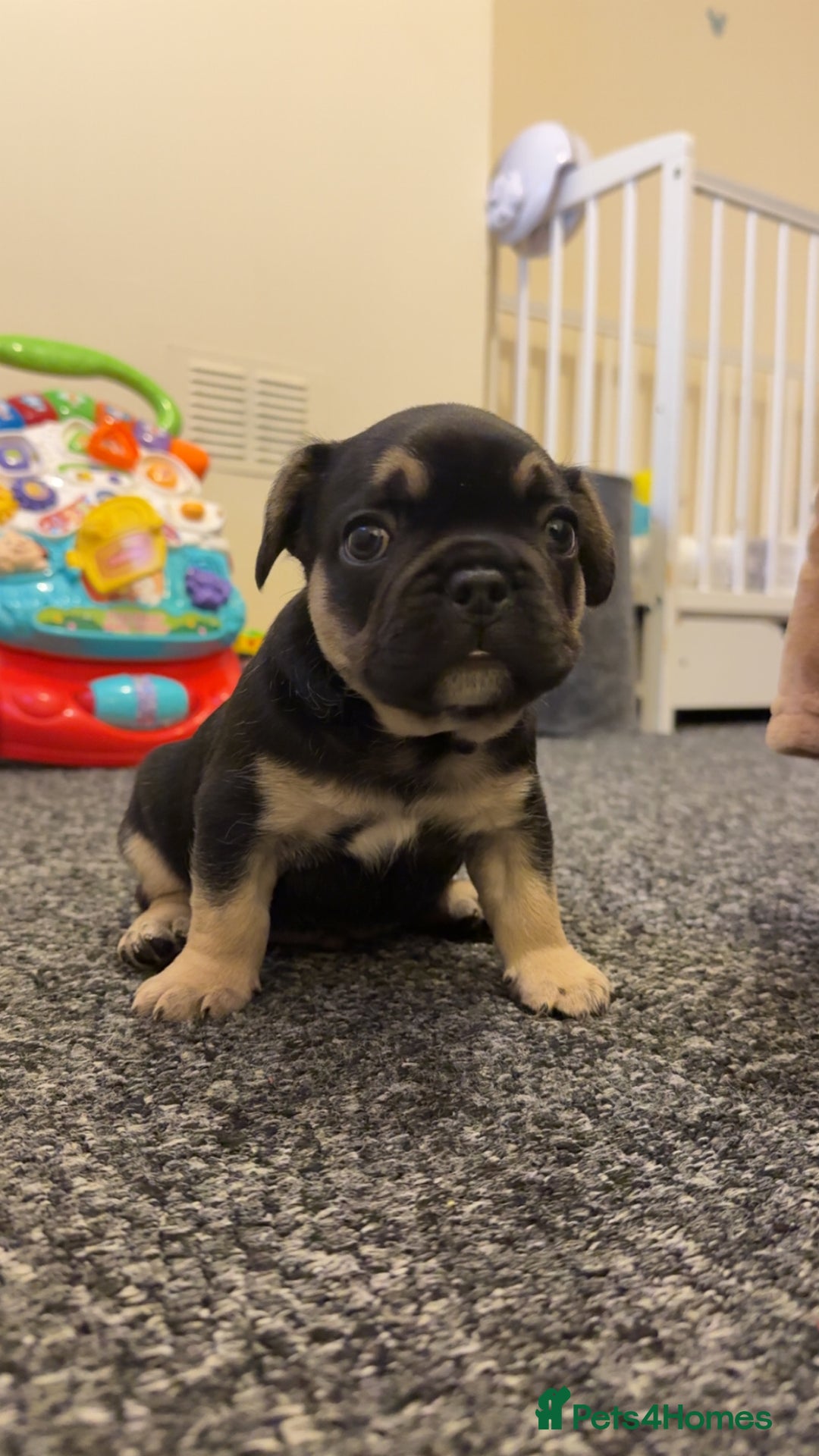 French Bulldog dogs for sale: Beautiful French Bulldog Puppies  - Image 13