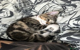 Mixed Breed cats for sale: Really friendly tabby kitten  - Image 2