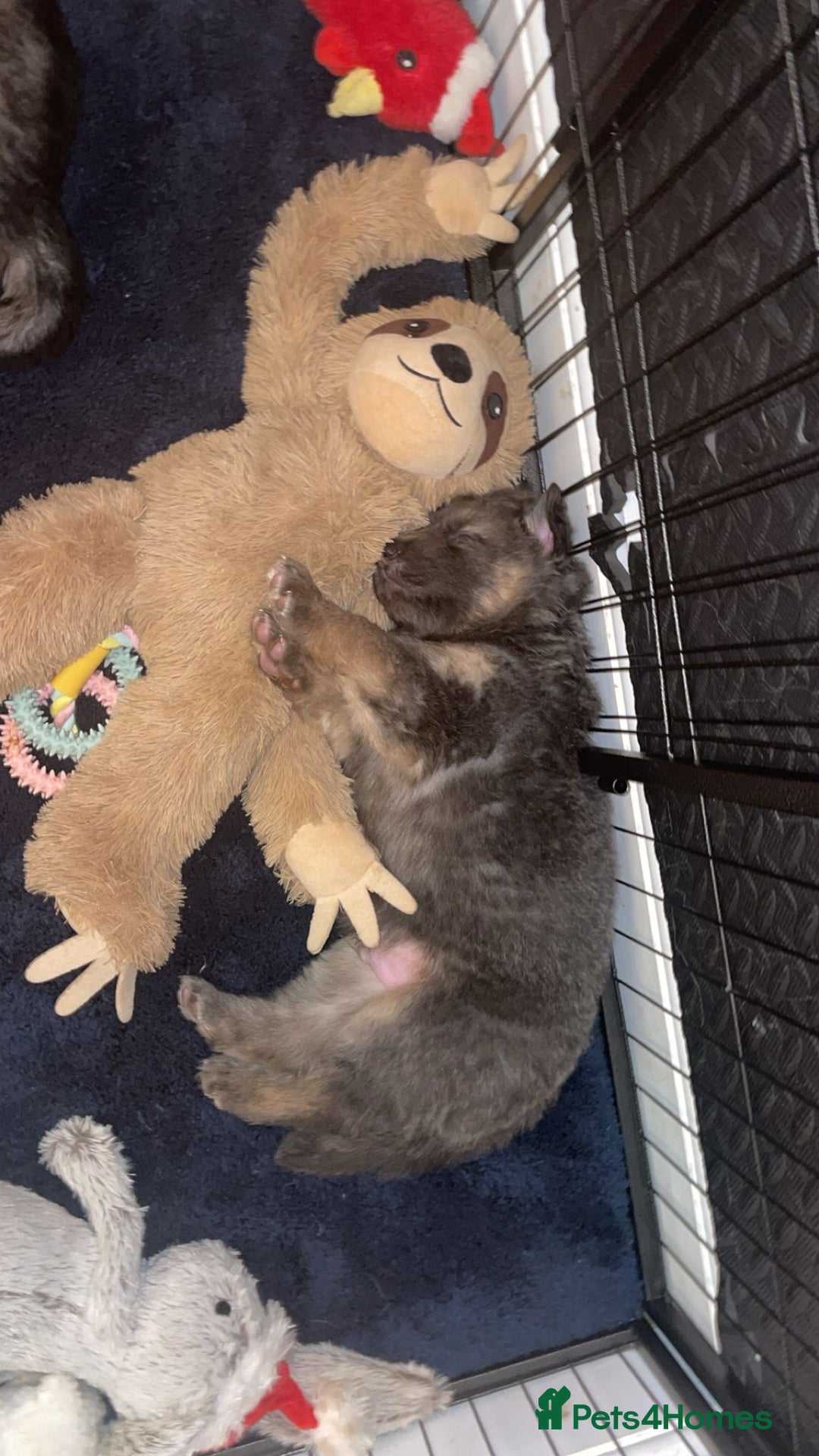 German Shepherd dogs for sale: Medium haired German shepherd pups  - Advert 20