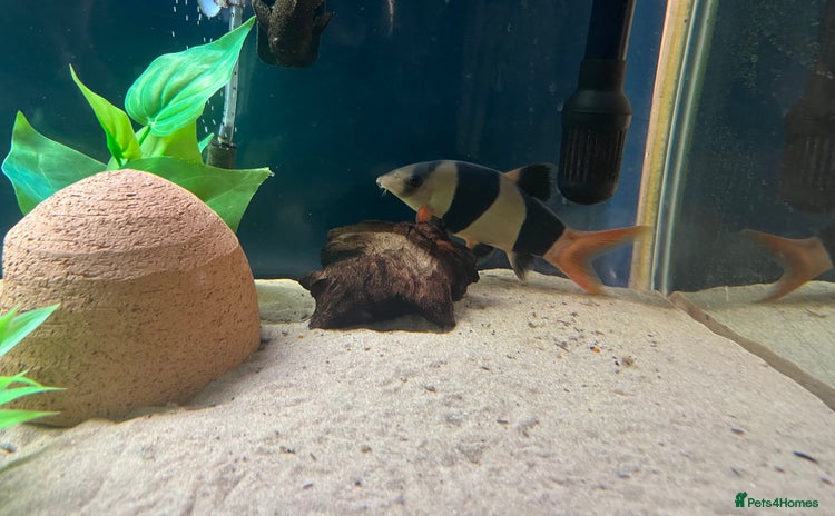 Other/Mixed Breed fish - Advert 1