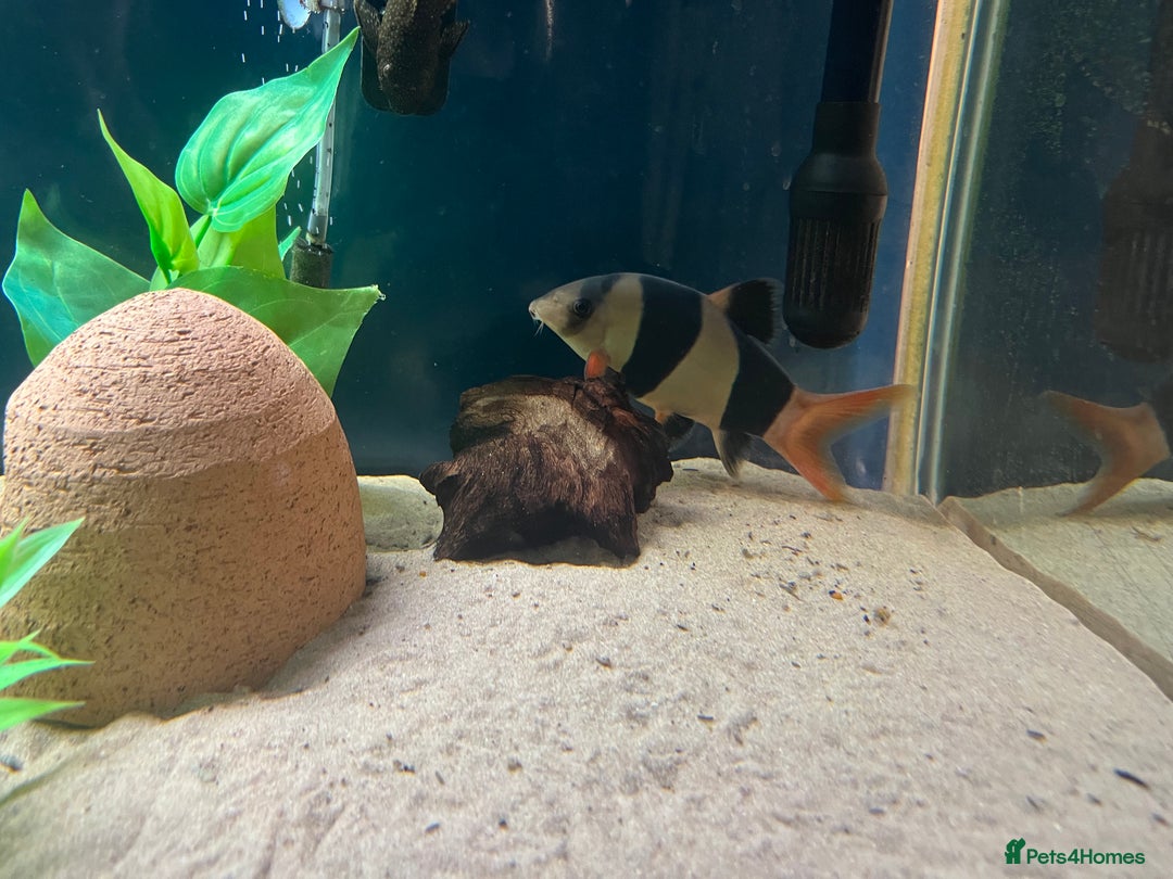 Other/Mixed Breed fish for sale: Tank of Tropical fish - need to go ASAP - Image 1