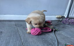 Labrador Retriever dogs for sale: Adorable Golden and Fox Red Puppies - Image 15
