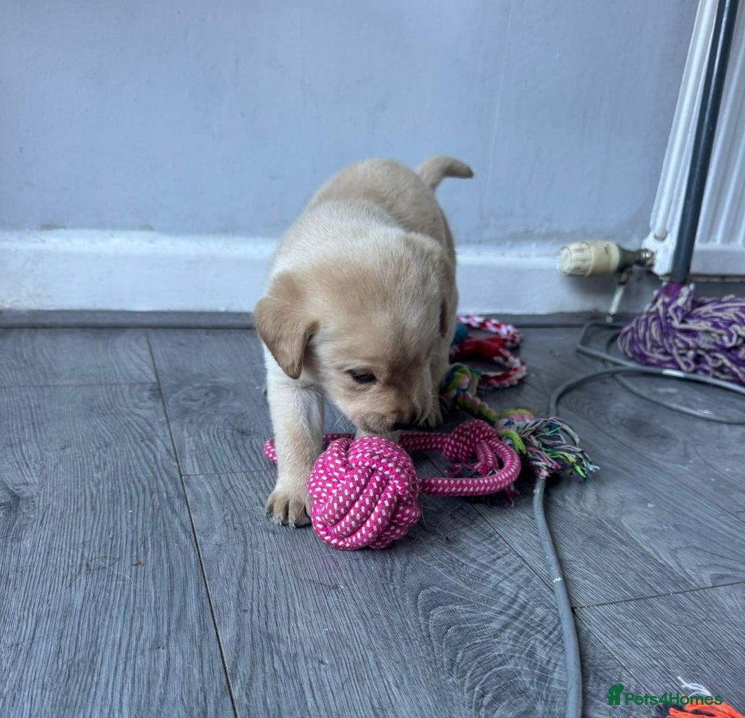 Labrador Retriever dogs for sale: Adorable Golden and Fox Red Puppies - Image 15