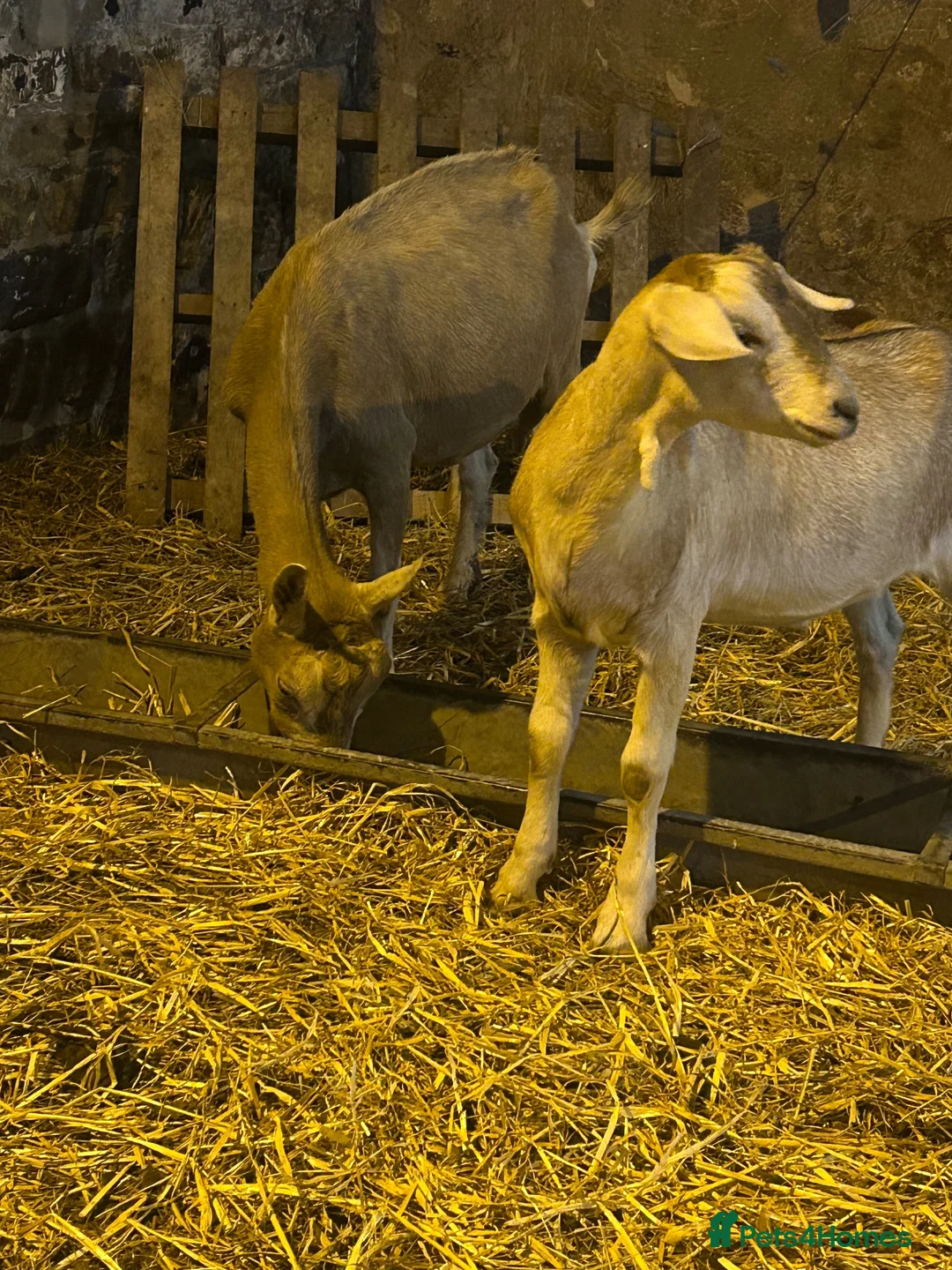 Goats livestock for sale: Oliver - Advert 2