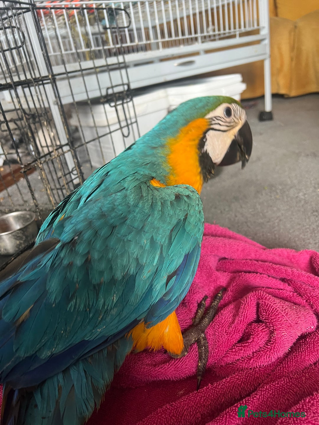 Macaws birds for sale: Hand reared blue & gold Macaw Chick - Image 32