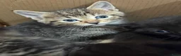 British Longhair cats for sale: Beautiful litter of kittens  - Advert 3