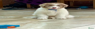 Bordoodle Puppy 1