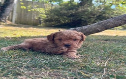 Miniature Poodle dogs for sale: DNA Health tested.Miniature KC Poodle Puppies - Image 14