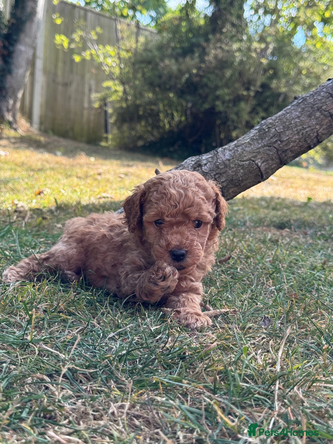 Miniature Poodle dogs for sale: DNA Health tested.Miniature KC Poodle Puppies - Image 14