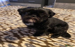 Shih Tzu dogs for stud: Shih Tzu Stud - Image 3