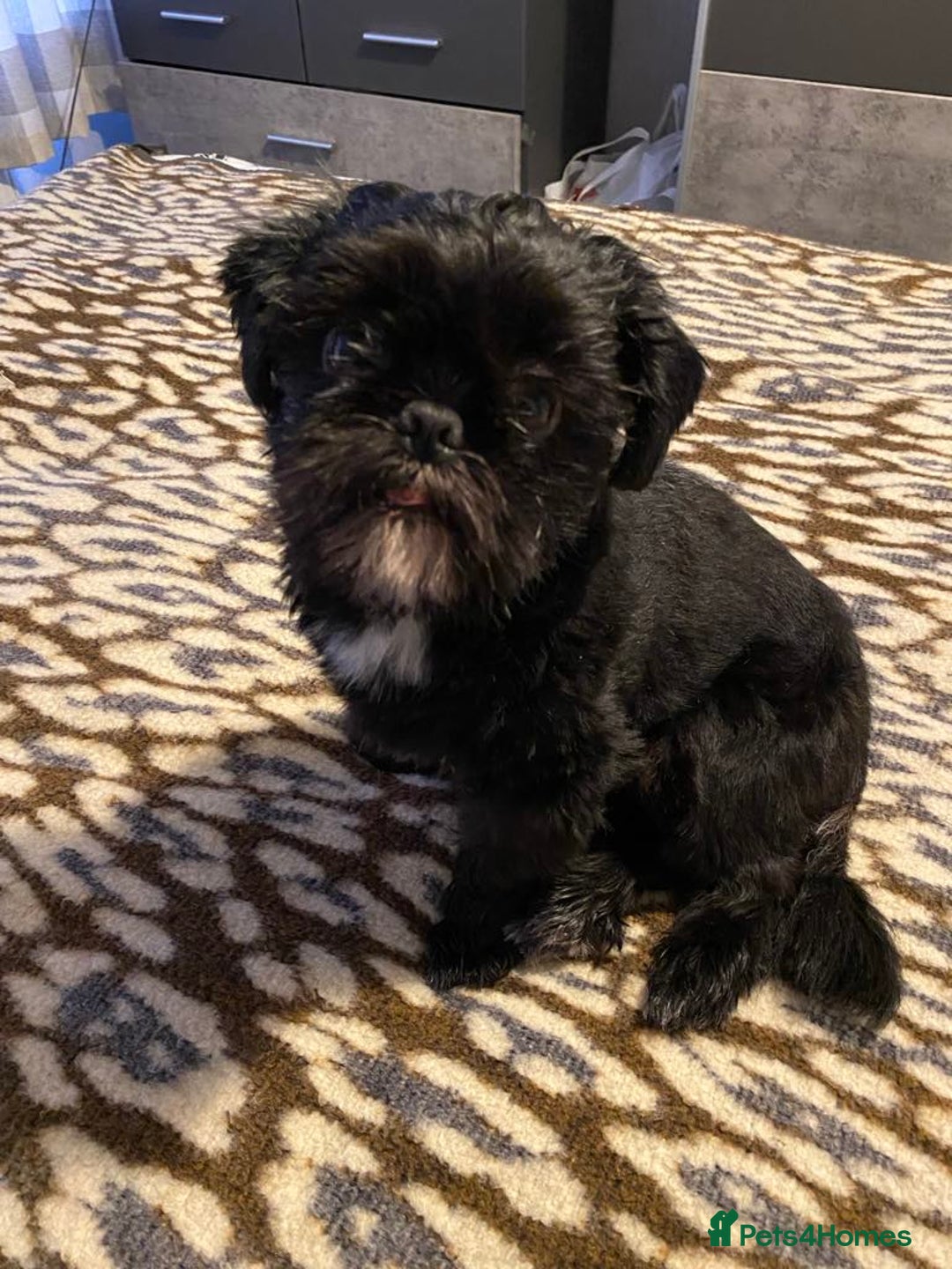 Shih Tzu dogs for stud: Shih Tzu Stud - Image 3