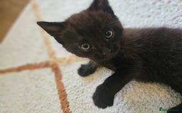 Mixed Breed cats for sale: Cute black kitten - Image 7