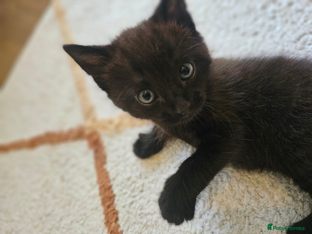 Mixed Breed cats for sale: Cute black kitten - Image 7