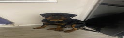 Rottweiler dogs for sale: Rottweiler  - Advert 2
