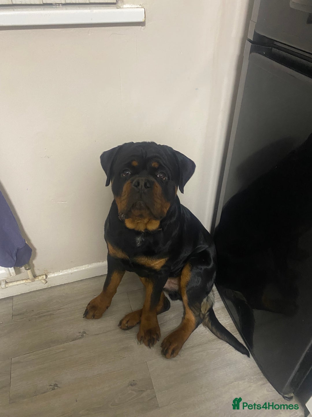 Rottweiler dogs for sale: Rottweiler  - Advert 2