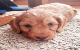 Cockapoo dogs for sale: Beautiful F1 red/golden cockapoo puppies - Image 13