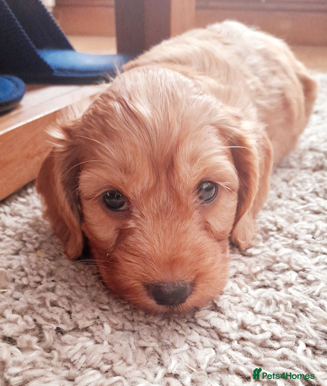 Cockapoo dogs for sale: Beautiful F1 red/golden cockapoo puppies - Image 13