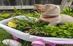 Miniature Dachshund dogs for sale: Miniature Dachshund Isabella Tan Short Soft Coat - Image 1