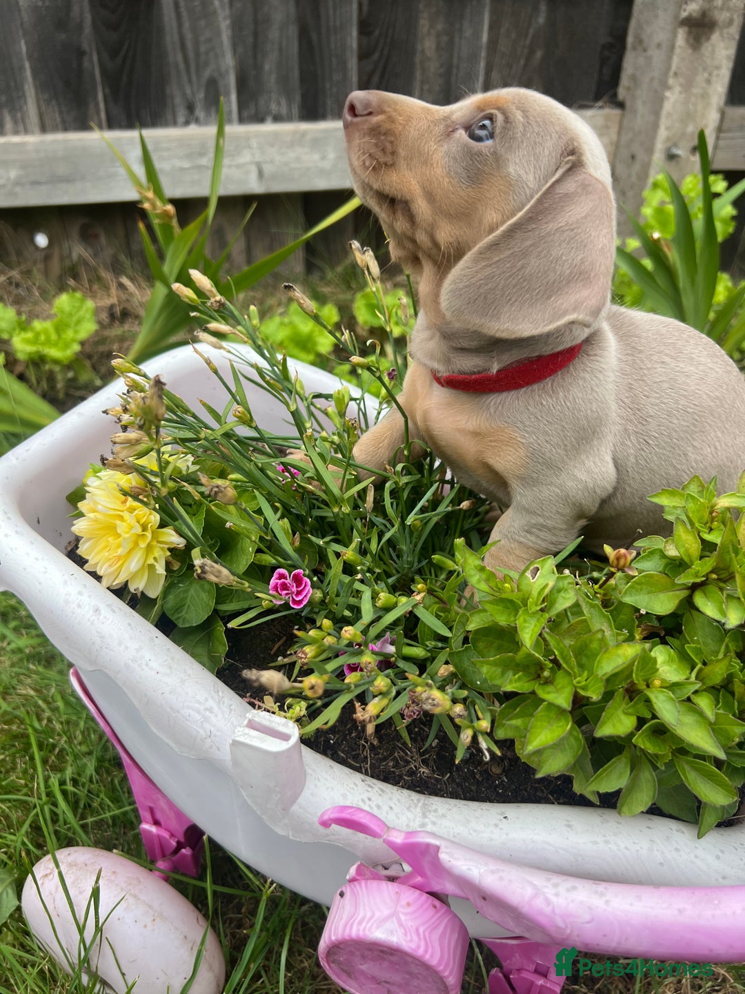 Miniature Dachshund dogs for sale: Miniature Dachshund Isabella Tan Short Soft Coat - Image 1