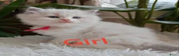 Ragdoll cats for sale: PUREBRED RAGDOLL KITTENS GCCF REGISTERED  - Advert 9