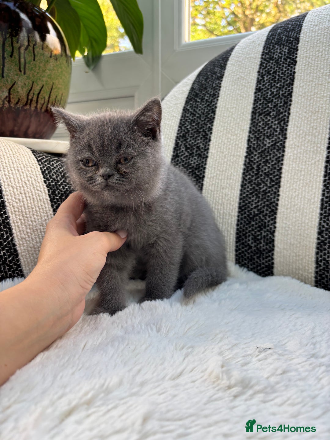 British Shorthair cats for sale: British Shorthair Kittens  - Image 14