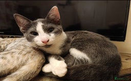 Domestic Shorthair cats for sale: Kittens Ready Now All Colours - Image 5