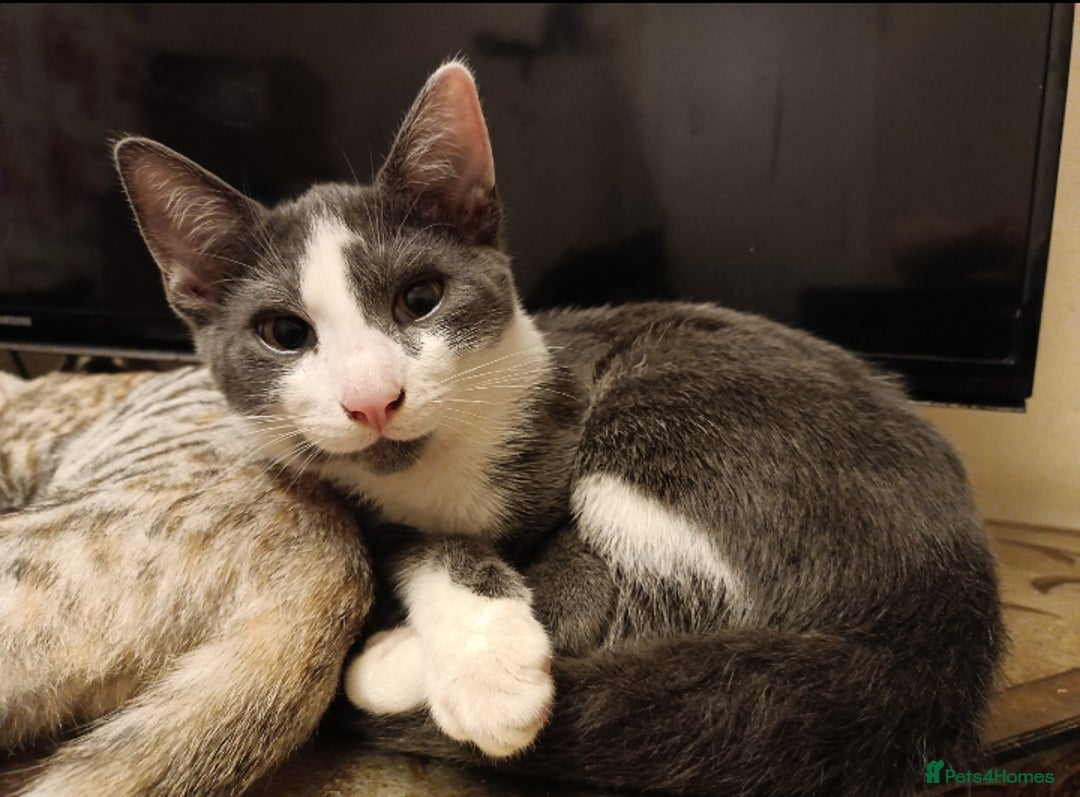 Domestic Shorthair cats for sale: Kittens Ready Now All Colours - Image 5