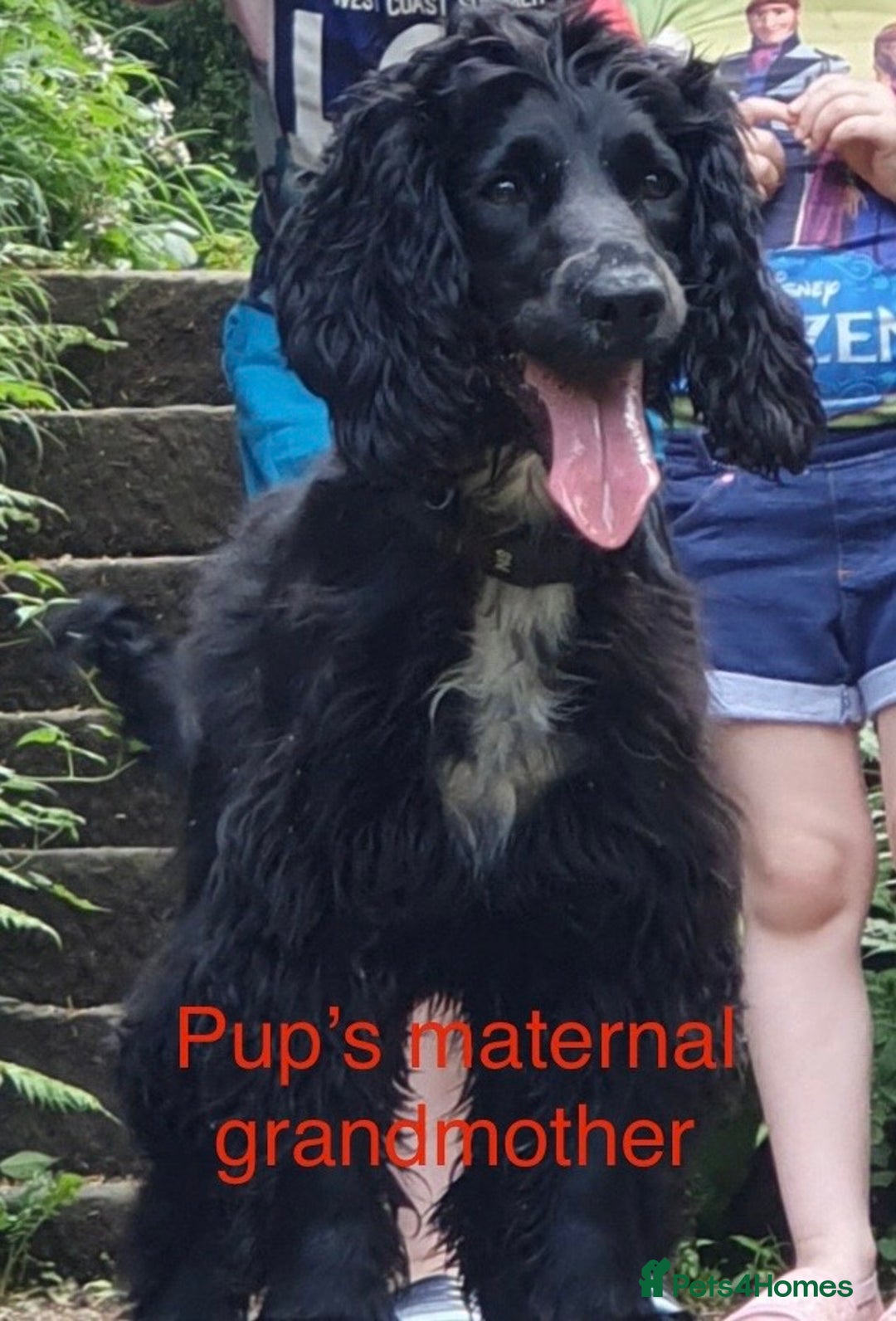 Cocker Spaniel dogs for sale: Your “furever” friend is here - Advert 4