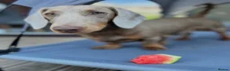 Dachshund dogs for sale: Lovely Pair Dachshunds Looking for a Forever Home in Derby - Advert 23