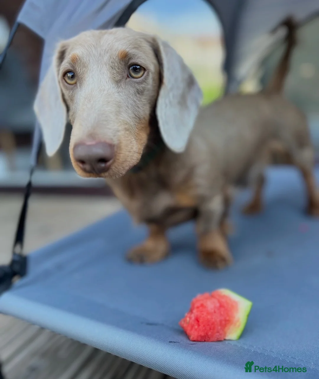 Dachshund dogs for sale: Lovely Pair Dachshunds Looking for a Forever Home in Derby - Advert 23