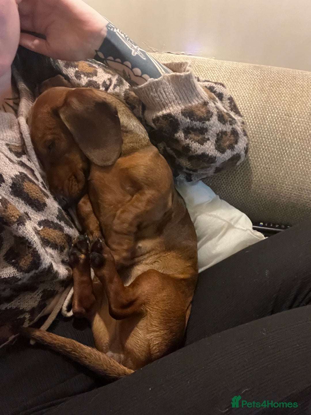 Dachshund dogs for sale: Female Dachshund   - Advert 3