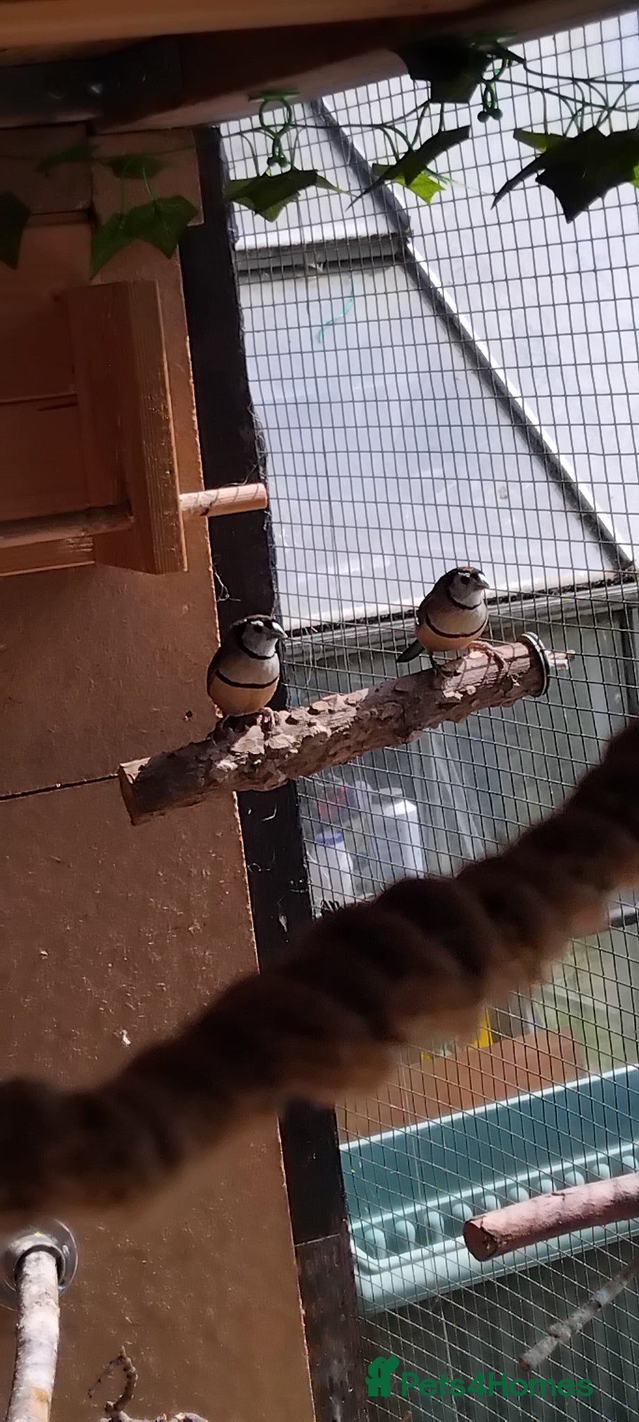 Finches birds Owl finch pair for sale - Advert 1