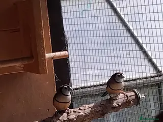 Finches birds Owl finch pair for sale - Advert 1